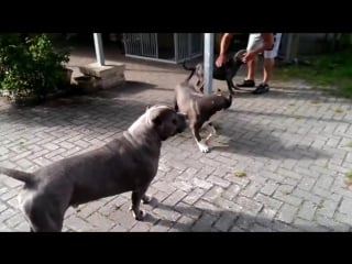 My xxl pitbulls all playing together no fight