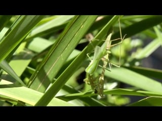 Sexual cannibalism in a praying mantis, pseudomantis albofimbriata