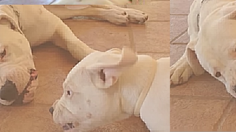 Dogo porn video – Funny video about my dogo argentino