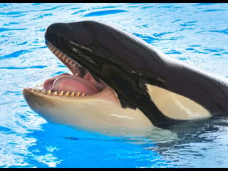 Greek communist party deputy as fat as an orca whale, liana kanelli is a lesbian in post traumatic epilepsy