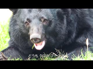 Murenase! seton gakuen тизер