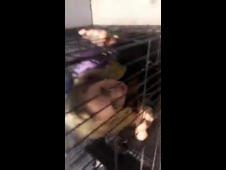 New video of @robertsemma & #billielourd on @johnstamos snapchat #screamqueens