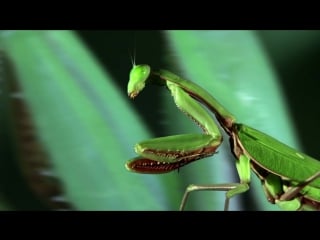 Monster bug wars giant rainforest mantis vs spiny leaf insect