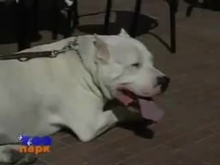 12 собаки от а до я аргентинский дог (фильм от vegas в 2002)