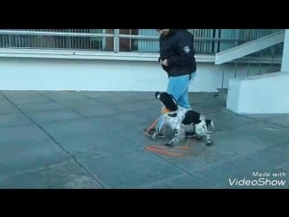 Войс показывает чудеса послушания