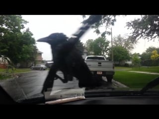 Crow riding windshield wipers