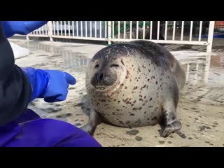 Squishy cute seal gets her nose petted