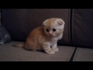 Scottish fold, ds 22