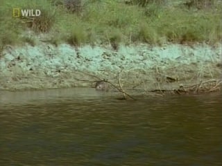 National geographic скрытые миры (7 cерия) 1bbc ru