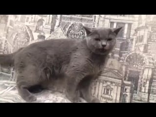 Ладошка какашка кошка ))) ppaр