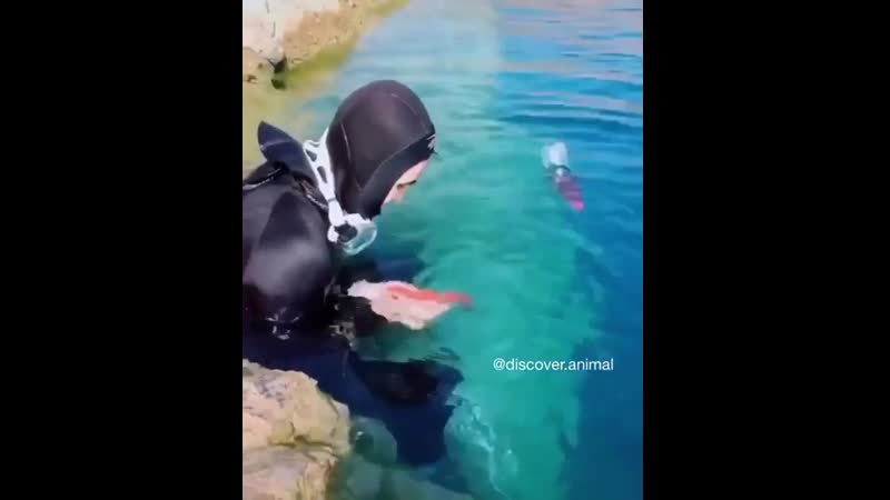 Плыви (vhs video)