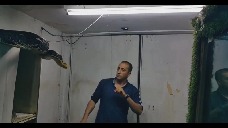 Упаковал питона (vhs video)