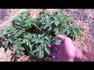 ▲ sekretyi vyiraschivaniya krupnogo kartofelya ot vyisadki do sbora urozhaya