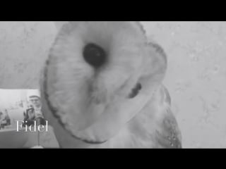 Сова фидель крупный план! 😁