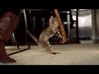 Cats in slow motion mask desires (18+)