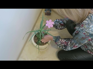 Сок алоэ творит чудеса!