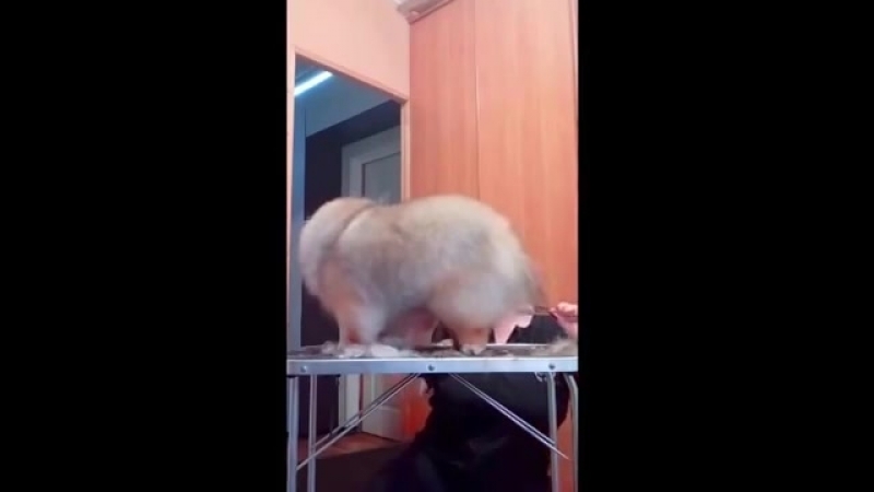 Домашний груминг шпица