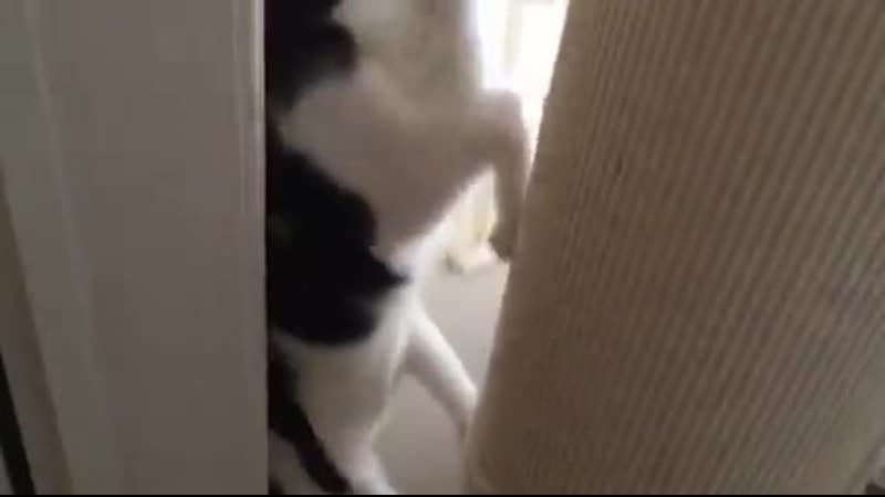 Finally managеd tо rесоrd my сat paul walking dоwn his sсratсh pоst hеad first