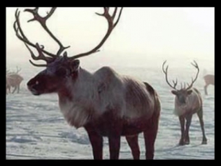 Молодые мир тундры шишкина школа