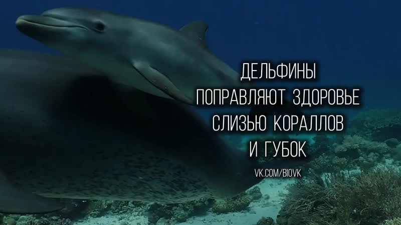 Dolphins take turns swimming