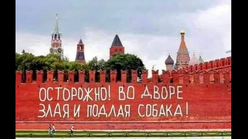 В госдуме заявили о «собачьей мафии», действующей в россии