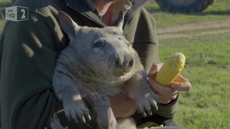 Пукающий вомбат обожает кукурузку