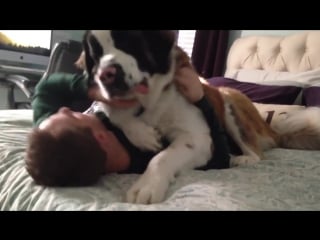 Большой сенбернар хочет обнимашек