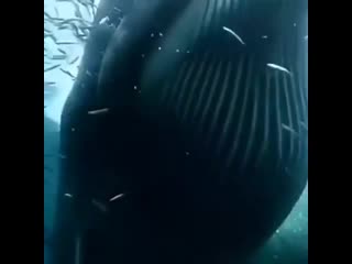 Whale feeding on a school of sardines