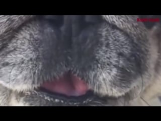 Meshuggah pups (vhs video)