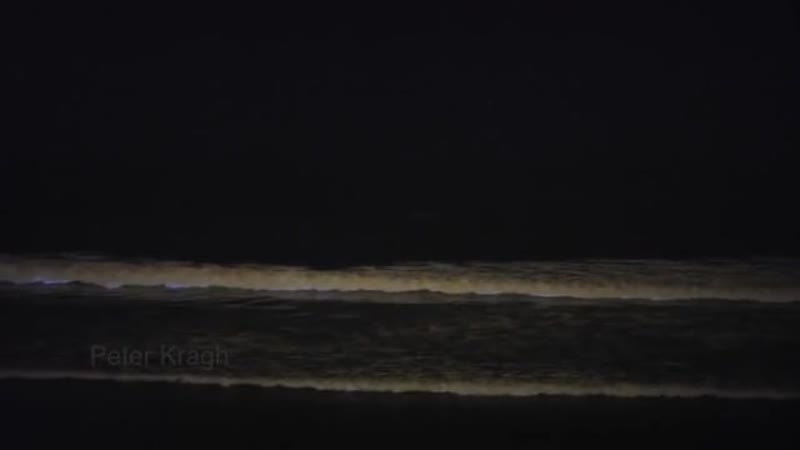 Биолюминесцентный планктон