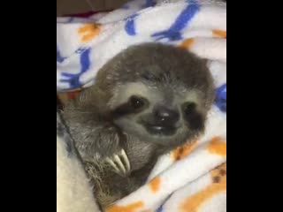 Baby sloth