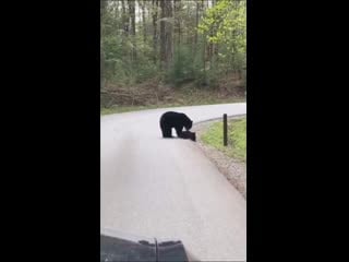 Redditsave com black bear making sure all her cubs cross the vzg93ykg1ij61