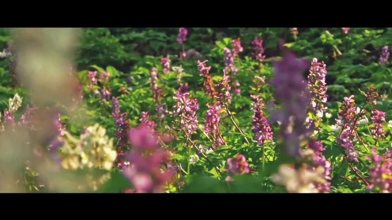 Флакон аю dreams