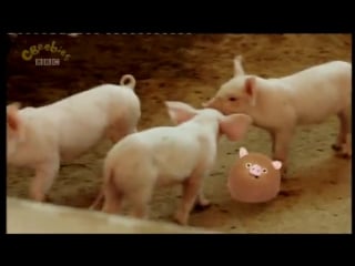 05 small potatoes farms