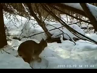 Рысь молниеносно нападает на свою жертву