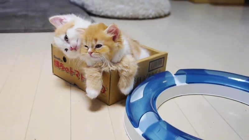 Решил ко мне лезть засранец вонючий, мать твою?! а, ну иди сюда, попробуй меня трахнуть, я тебя сам трахну ублюдок #porn #xui