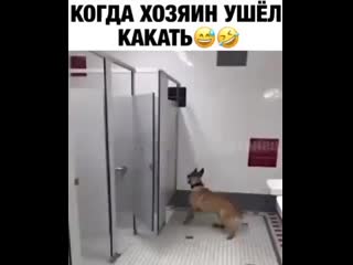 Приключения бобика