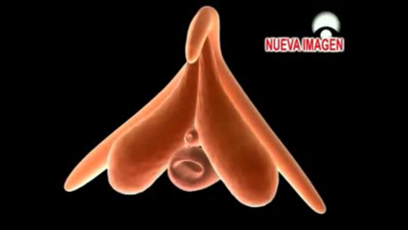 Строение клитора как устроен клитор, секс, 18+, не порно