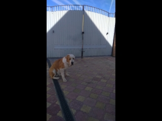 Питомник ин алтын рон