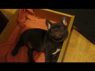 Frog frenchie fun french bulldog puppy argues bedtime