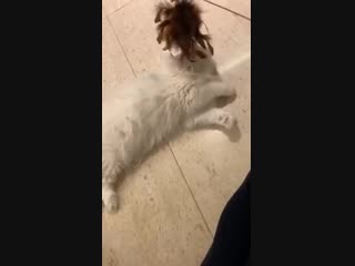 Ssinz7 ig live full version