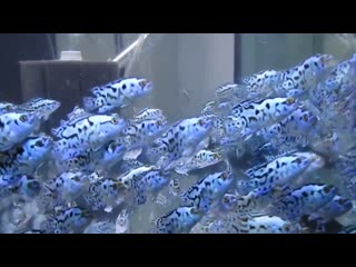 Electric neon blue jack dempseys cichlids