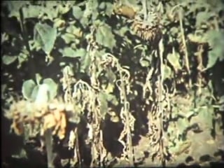 Селекция растений 1975