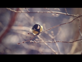 35 °c ( 31 °f) winter in siberia \arrival of the birds