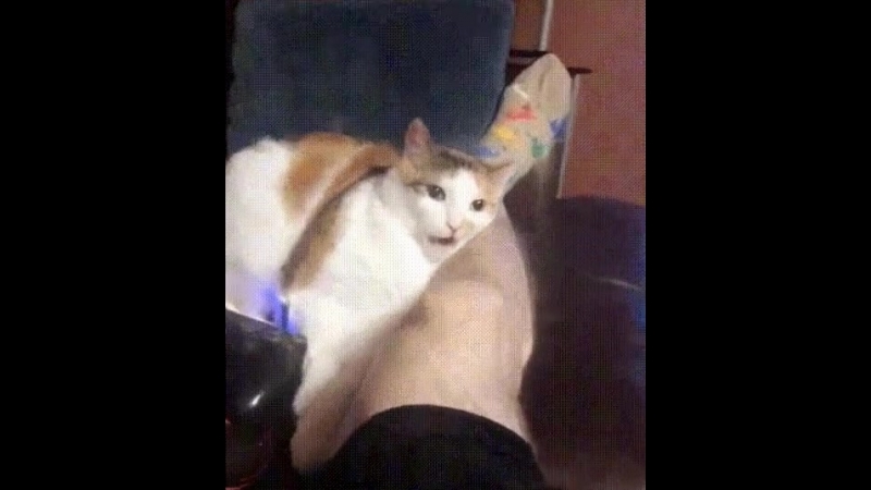 Артистичный кусь