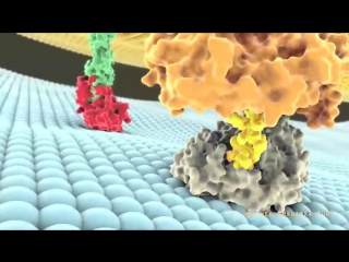 Lymphocyte migration