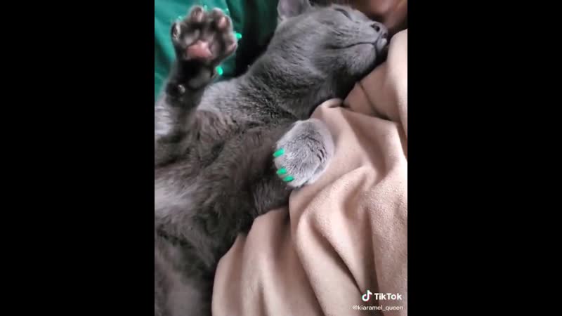 Kitty with manicure