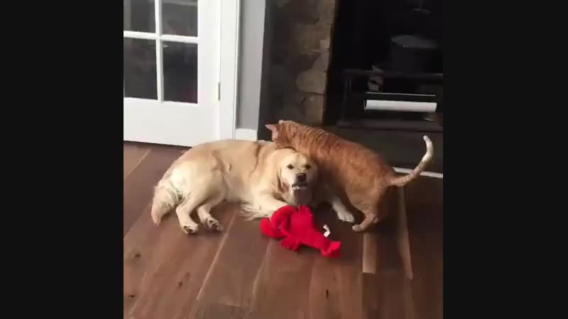 Я спокоен, я абсолютно спокоен (vhs video)