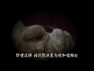 [video] 160604 the theater of running lu the heartfelt wishes from the cat