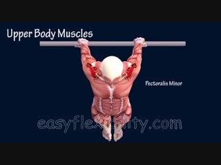 Sls how to back lever gymnastics muscle animation planche easyflexibility